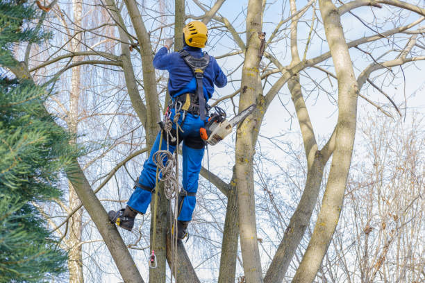 Reliable Philmont, NY Tree Services Solutions
