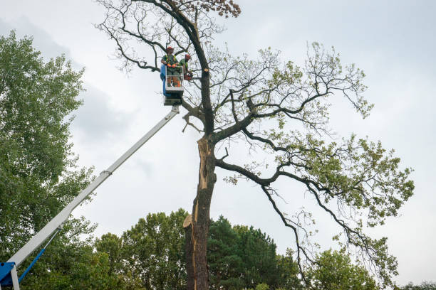 How Our Tree Care Process Works  in  Philmont, NY