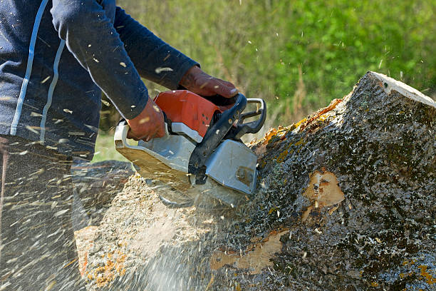 Organic Lawn Care Solutions in Philmont, NY